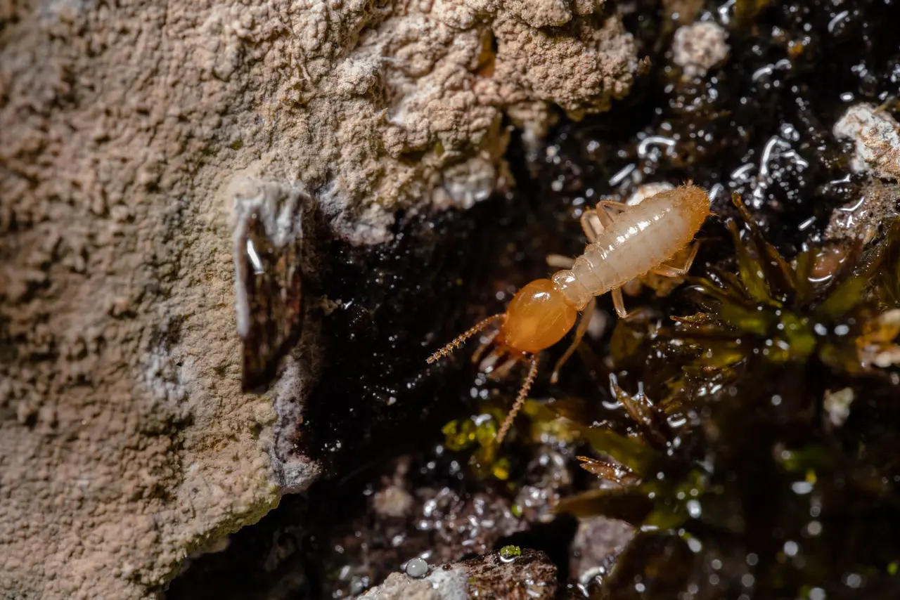 Green Termite Control Options in Malone