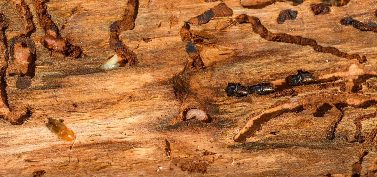 Liquid Termite Treatments in Malone
