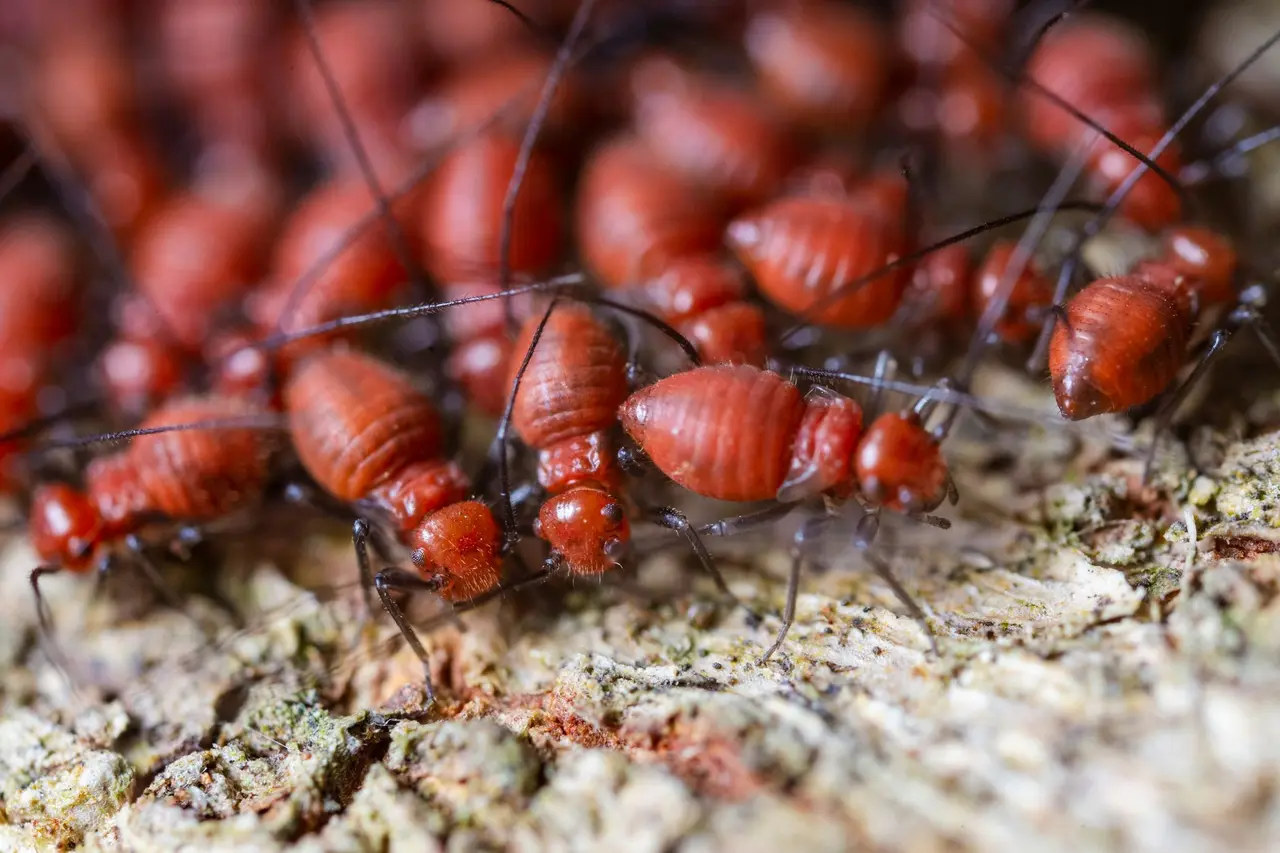Post-Construction Termite Control in Malone